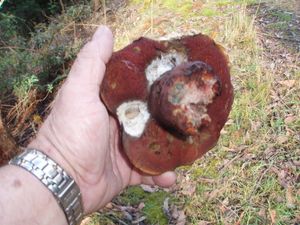 Klikni pro velký obrázek