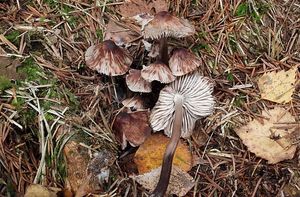 Helmovka skvrnitá - Mycena maculata P.Karst.