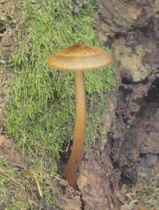 Slizečka chlupatá - Oudemansiella melanotricha (Dörfelt) M.M. Moser 1983