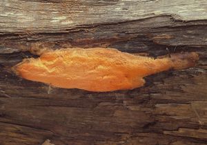 Pórnatka pomerančová - Auriporia aurulenta A.David, Tortić et Jelić