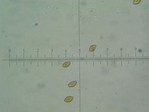Pavučinec hnědofialový - Cortinarius baltaetocumatilis