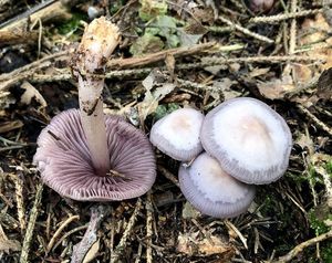 Helmovka zoubkatá - Mycena pelianthina (Fr.) Quél. 1872