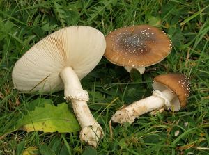 Muchomůrka tygrovaná - Amanita pantherina (DC.) Krombh. 1846