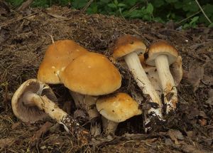 Polnička raná - Agrocybe praecox  (Pers.) Fayod 1889