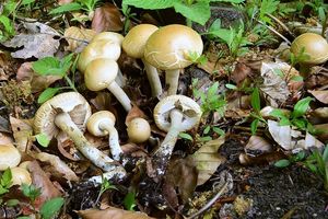 Polnička raná - Agrocybe praecox  (Pers.) Fayod 1889