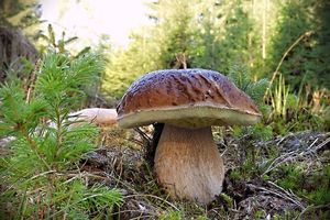 Hřib smrkový - Boletus edulis Bull. 1782