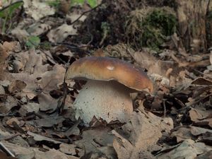 Hřib smrkový - Boletus edulis Bull. 1782