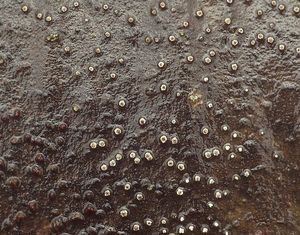 Běloterčka topolová - Cytospora nivea Fuckel 1860