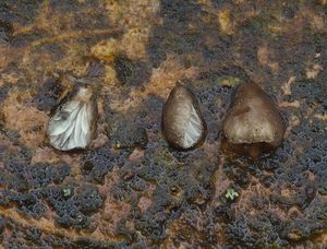 Hlívička číšovcovitá - Hohenbuehelia cyphelliformis (Berk.) O.K. Mill.