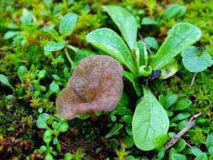 Mecháček lopatkovitý - Arrhenia spathulata  (Fr.) Redhead 1984