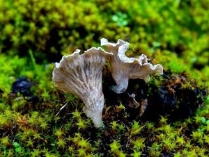 Mecháček lopatkovitý - Arrhenia spathulata  (Fr.) Redhead 1984