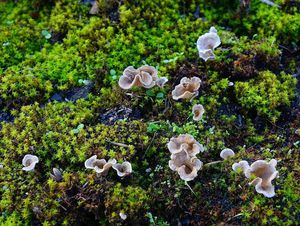 Mecháček lopatkovitý - Arrhenia spathulata  (Fr.) Redhead 1984