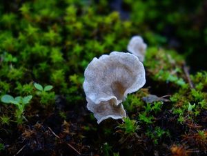 Mecháček lopatkovitý - Arrhenia spathulata  (Fr.) Redhead 1984