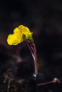 Bublinatka jižní (Utricularia australis R. Br.)