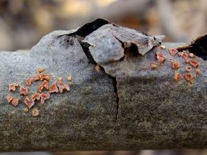 Kornatka osiková - Peniophora polygonia