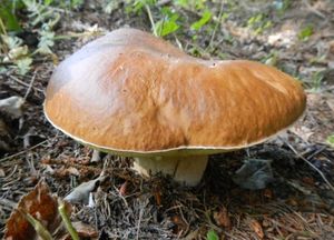 Hřib smrkový - Boletus edulis Bull. 1782
