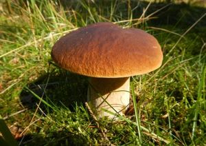 Hřib smrkový - Boletus edulis Bull. 1782