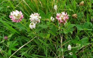 Jetel zvrhlý (Trifolium hybridum)