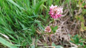 Jetel zvrhlý (Trifolium hybridum)