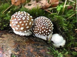 Muchomůrka tygrovaná - Amanita pantherina (DC.) Krombh. 1846