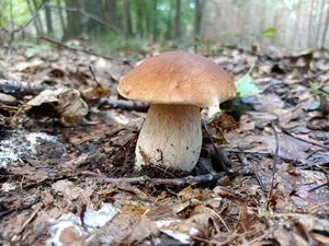 Hřib smrkový - Boletus edulis Bull. 1782