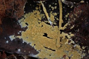 Pavučiník zlatý - Botryobasidium aureum Parmasto