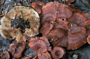 Ďubkatec skořicový - Coltricia cinnamomea (Jacq.) Murrill