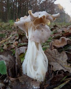 Chřapáč kadeřavý - Helvella crispa (Scop.) Fr. 1822