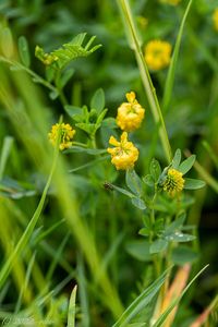 Jetel zlatý (Trifolium aureum)