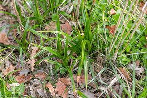Skřípina lesní (Scirpus sylvaticus)