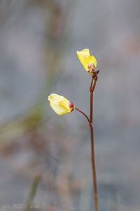 Bublinatka vícekvětá (Utricularia bremii)
