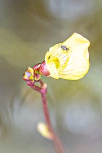 Bublinatka vícekvětá (Utricularia bremii)