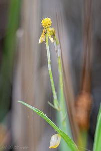 Pryskyřník plamének (Ranunculus flammula)
