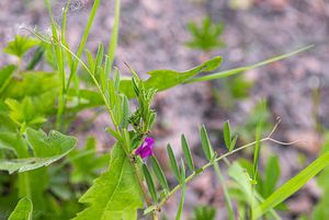 Vikev úzkolistá (Vicia angustifolia)