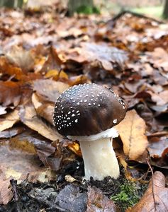 Muchomůrka tygrovaná - Amanita pantherina (DC.) Krombh. 1846