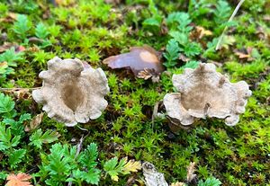 Mecháček lopatkovitý - Arrhenia spathulata  (Fr.) Redhead 1984