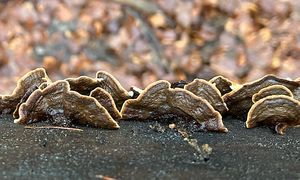 Pevník dvoubarvý - Laxitextum bicolor (Pers.) Lentz