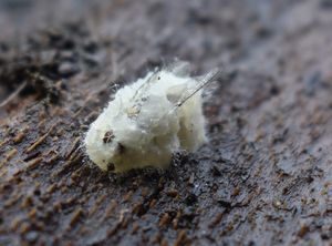 Hmyzomorka muší - Entomophtora muscae ( Cohn ) Frasen.