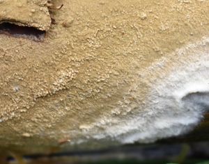 Popraška tenká - Coniophora arida (Fr.) P. Karst.