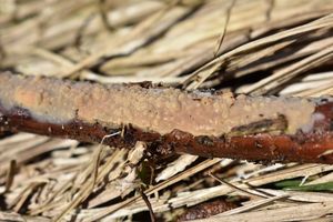 Struhák splývavý - Radulomyces confluens (Fr.) M.P.Christ.