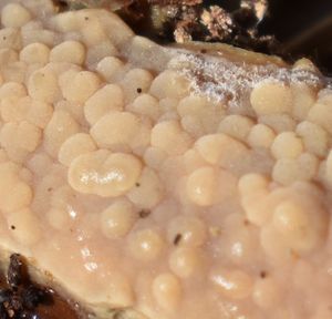 Struhák splývavý - Radulomyces confluens (Fr.) M.P.Christ.