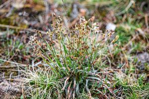 Bika ladní (Luzula campestris)