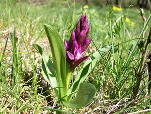 Prstnatec bezový (Dactylorhiza sambucina (L.) Soó)