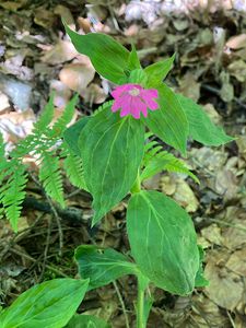 Silenka dvoudomá (Silene dioica)