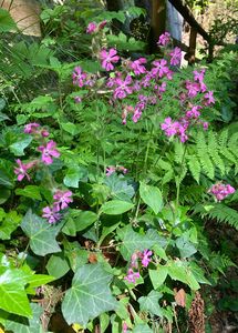 Silenka dvoudomá (Silene dioica)