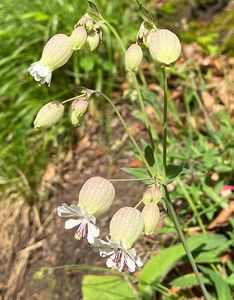 Silenka nadmutá (Silene vulgaris)