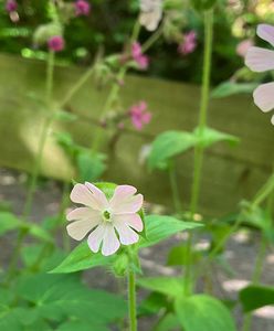 Silenka dvoudomá (Silene dioica)