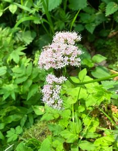 Kozlík výběžkatý (Valeriana excelsa Poir)