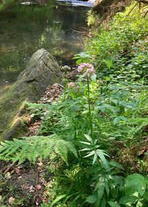 Kozlík výběžkatý (Valeriana excelsa Poir)