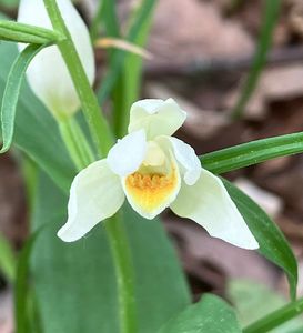 Okrotice bílá (Cephalantera damasonium (Mill.) Druce)